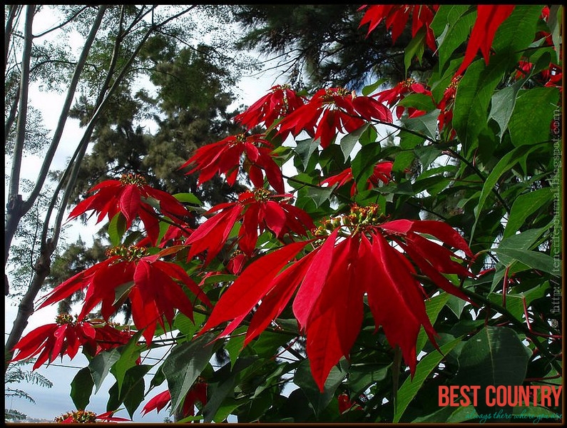 Christmas in Madagascar